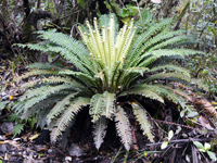 Hardy Fern Matteuccia struthiopteris